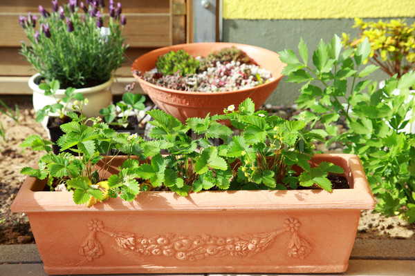 Terrace or roof gardening Stock photo © brebca