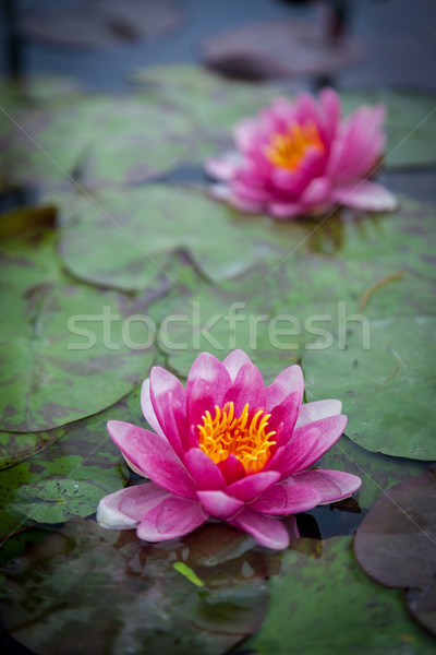 Rosa Lotus bella acqua impianto stagno Foto d'archivio © brebca