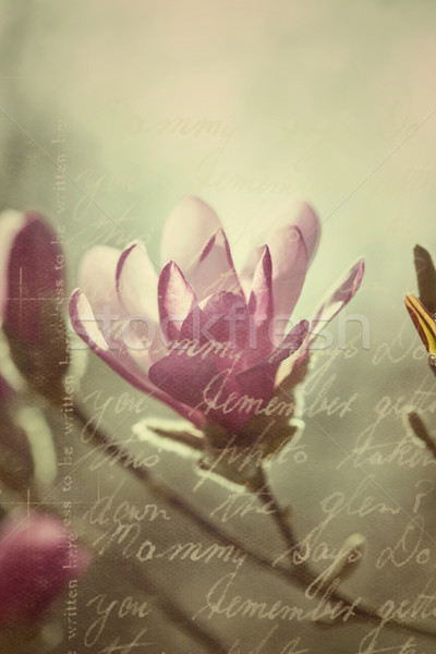 Inflorire roz magnolie epocă stil Imagine de stoc © brebca