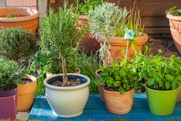 Stock photo: Flower pots