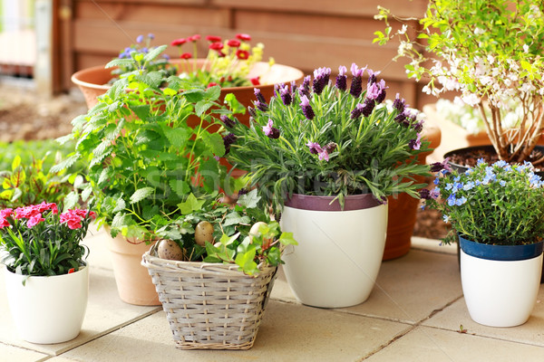 Flower pots Stock photo © brebca