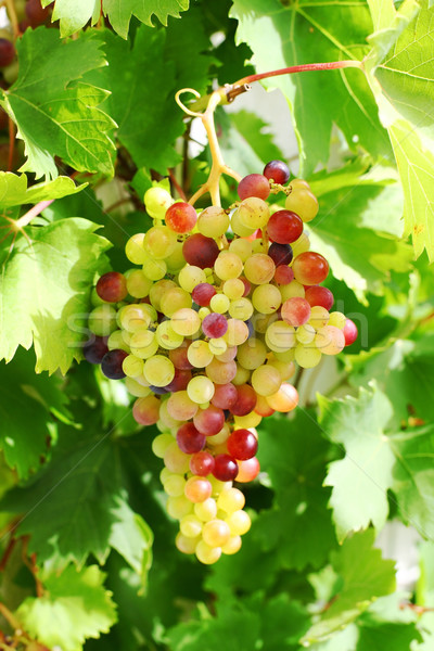Unripe grapes in the garden Stock photo © brebca