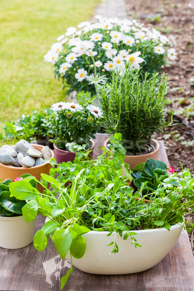 Plants with flowers and herbs in garden Stock photo © brebca