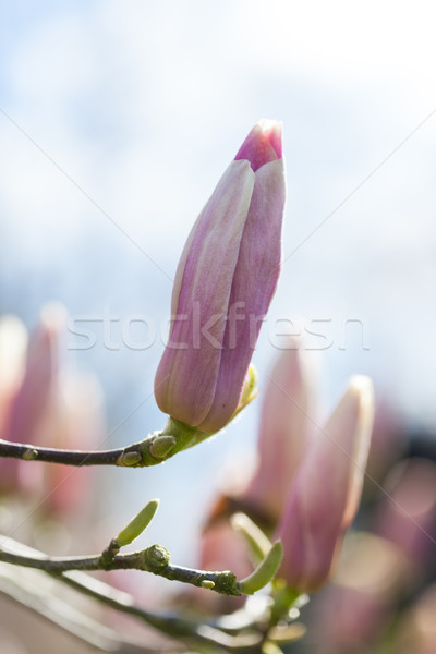 Inflorire roz magnolie primăvară senzatie superficial Imagine de stoc © brebca