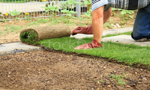 Tuinieren leggen nieuwe gazon man tuin Stockfoto © brebca