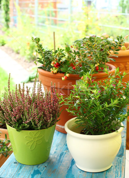 Outdoor flower pots Stock photo © brebca