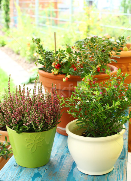 Foto d'archivio: Outdoor · fiore · piccolo · giardino · patio · terrazza