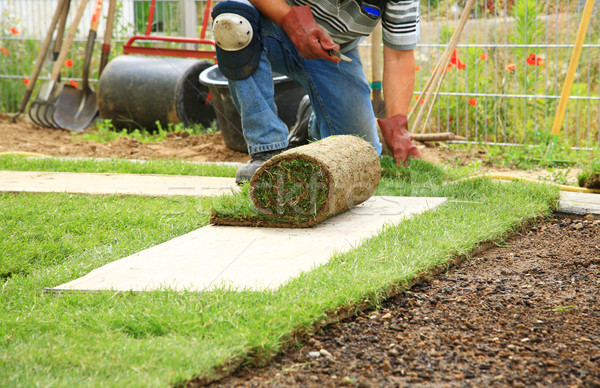 Verlegung neue Rasen Mann Garten Hände Stock foto © brebca