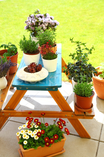 Terrace or roof gardening Stock photo © brebca