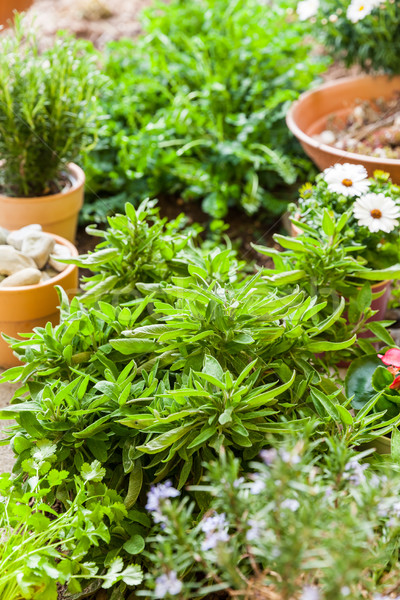Plants with flowers and herbs in garden Stock photo © brebca