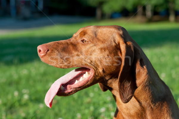 Profil portre köpek atış dil Stok fotoğraf © brianguest