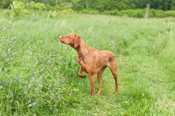 Vizsla Dog (Hungarian Pointer) Pointing in a Field Stock photo © brianguest