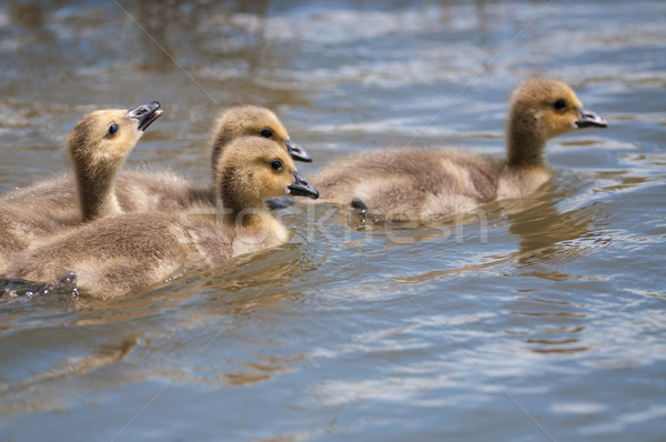 Goslings swimming on a pond Stock photo © brianguest