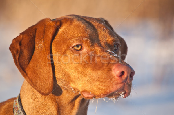 Portre köpek kış atış alan Stok fotoğraf © brianguest