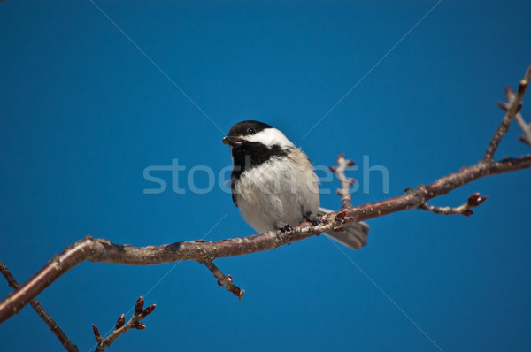 Black-Capped Chickadee Eating a Seed. Stock photo © brianguest