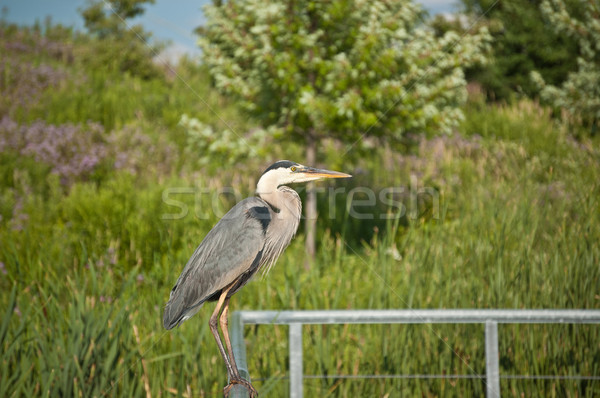 Great Blue Heron Perched on Metal Handrail Stock photo © brianguest