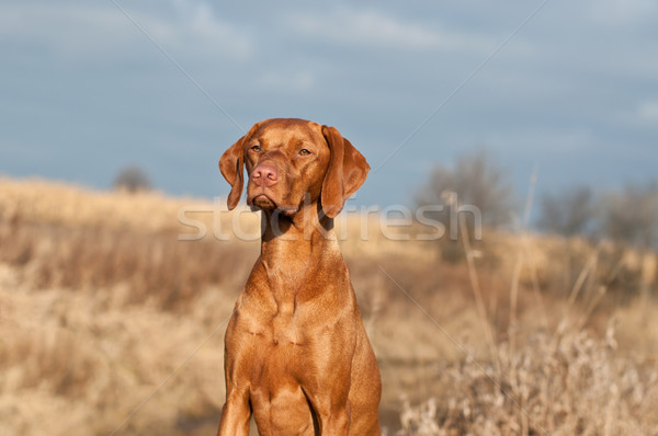 Portre oturma köpek alan sonbahar Stok fotoğraf © brianguest