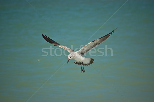 Juvenile Laughing Gull in Flight Stock photo © brianguest