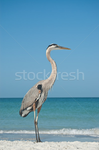 Great Blue Heron on a Gulf Coast Beach Stock photo © brianguest