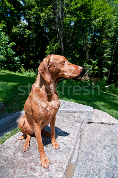 Oturma köpek oturmak taş Stok fotoğraf © brianguest