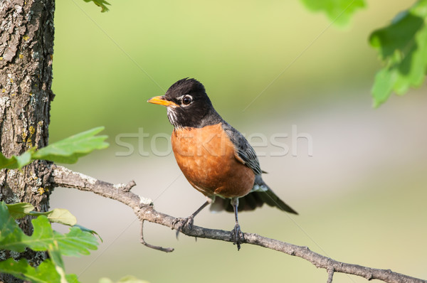 Robin Perched on a Branch Stock photo © brianguest