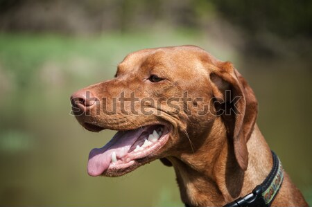 Hund Porträt Winter erschossen weiblichen Stock foto © brianguest