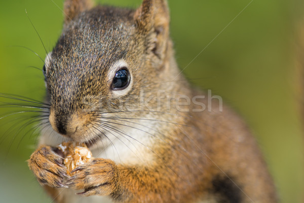 Rojo ardilla primer plano tiro comer Foto stock © brianguest