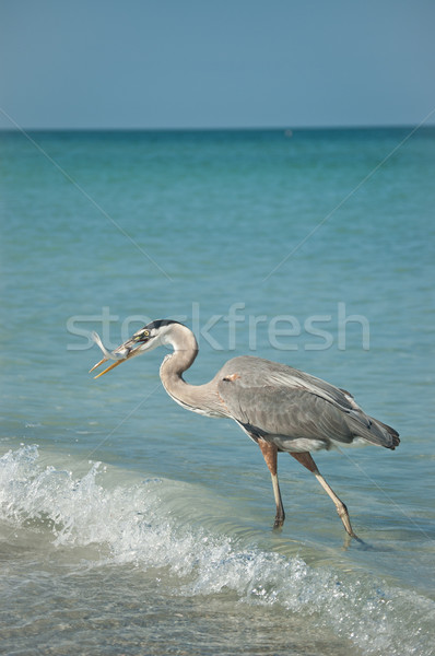 Stock photo: Great Blue Heron With Fish on a Gulf Coast Beach