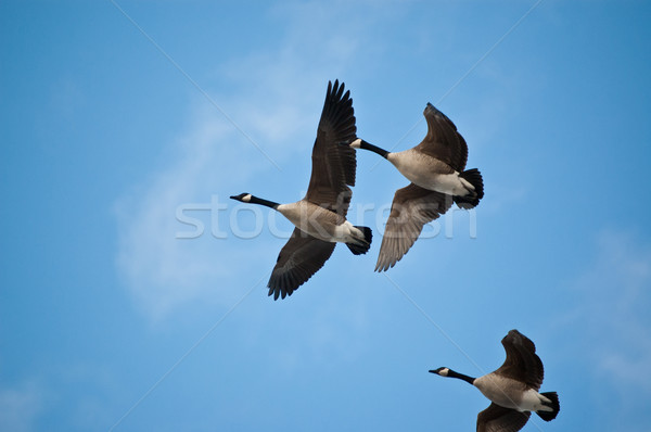 Canada Geese in Flight Stock photo © brianguest