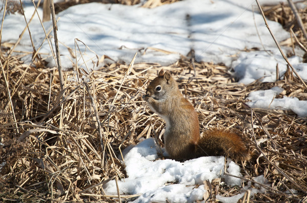 Red Squirrel Feeding in Winter Stock photo © brianguest