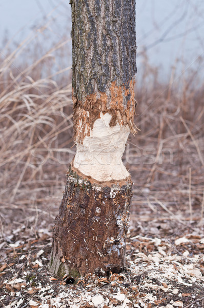 Tree Chewed by a Beaver Stock photo © brianguest