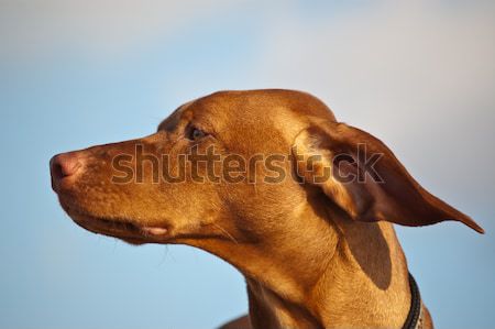 Hungarian Vizsla Dog Profile Stock photo © brianguest