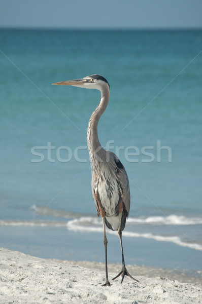 Muhteşem mavi balıkçıl Florida plaj kum Stok fotoğraf © brianguest