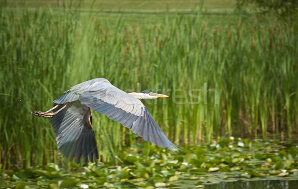 Great Blue Heron in Flight Stock photo © brianguest