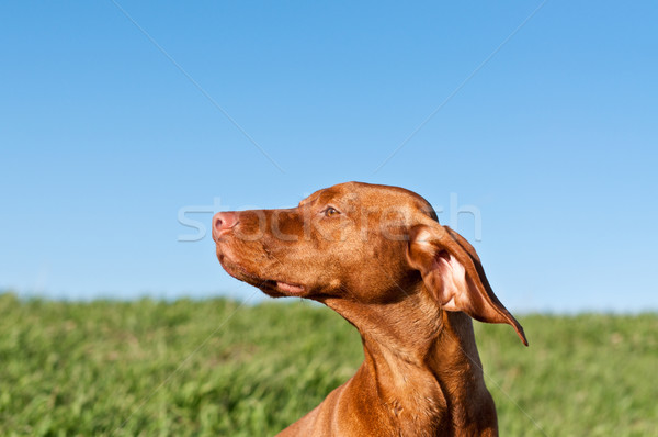 Profile Portrait of a Sunlit Vizsla Dog with Blue Sky Stock photo © brianguest