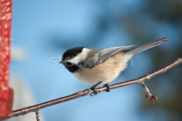 Black-capped Chickadee on a Branch Stock photo © brianguest