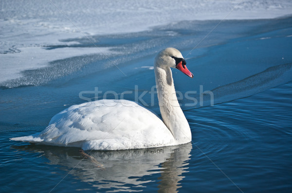 Mute Swan Swimming on an Icy Pond Stock photo © brianguest