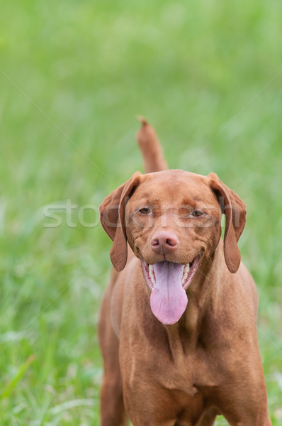 Happy Looking Vizsla Dog in a Green Field Stock photo © brianguest