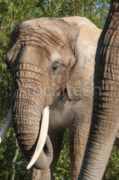 África elefantes elefante africano polvo bano otro Foto stock © brianguest