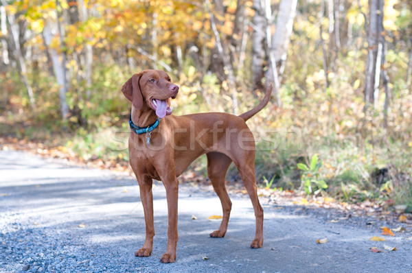 Vizsla Portrait on a Road with Autumn Leaves Stock photo © brianguest