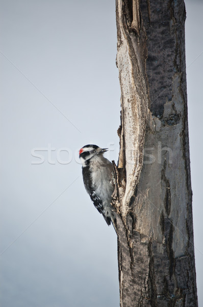 Downy Woodpecker on a Tree Stock photo © brianguest
