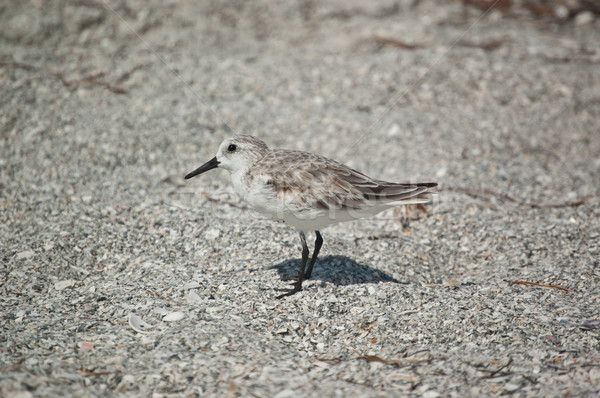 Sanderling on the Sand Stock photo © brianguest