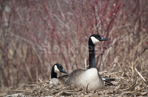 Nesting Canada Geese Stock photo © brianguest