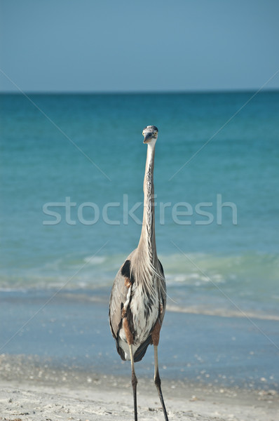 Great Blue Heron on a Gulf Coast Beach Stock photo © brianguest