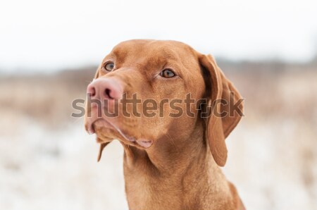 Cão inverno tiro campo horizontal Foto stock © brianguest