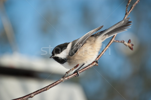 Black-capped Chickadee on a Branch Stock photo © brianguest