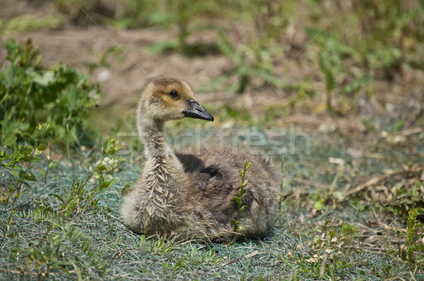 Canadá hierba jóvenes naturaleza cute nadie Foto stock © brianguest