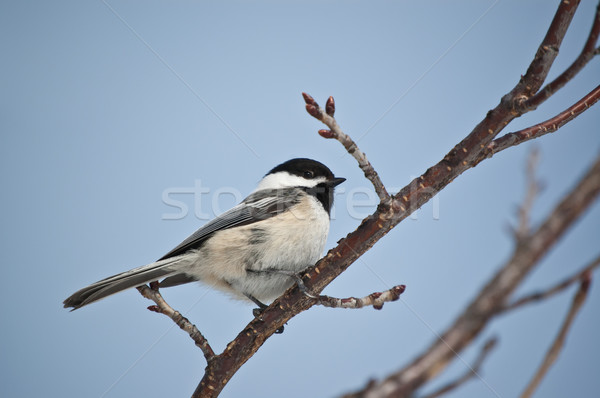 Black-capped Chickadee on a Branch Stock photo © brianguest