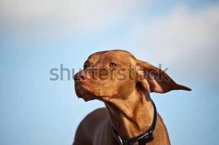 狗 有風 天 狗 耳朵 背面 商業照片 © brianguest