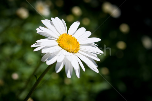 Daisy in the Sun Stock photo © brianguest